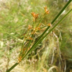 Juncus sp. at Kambah, ACT - 18 Nov 2021