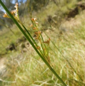 Juncus sp. at Kambah, ACT - 18 Nov 2021