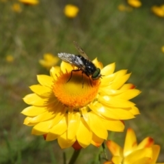 Dasybasis sp. (genus) (A march fly) at Mount Taylor - 18 Nov 2021 by MatthewFrawley