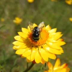 Dasybasis sp. (genus) at Kambah, ACT - 18 Nov 2021