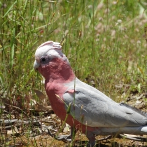 Eolophus roseicapilla at Kambah, ACT - 18 Nov 2021