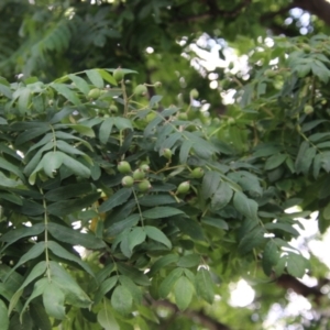 Callocephalon fimbriatum at Hughes, ACT - 16 Nov 2021