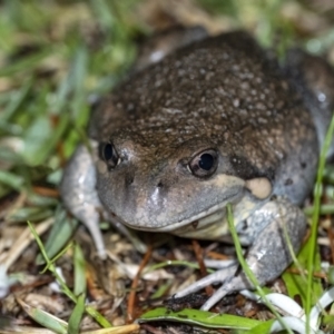 Limnodynastes dumerilii at Penrose, NSW - 19 Nov 2021