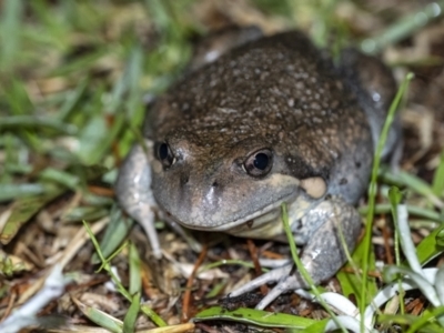 Limnodynastes dumerilii (Eastern Banjo Frog) at Penrose, NSW - 19 Nov 2021 by Aussiegall