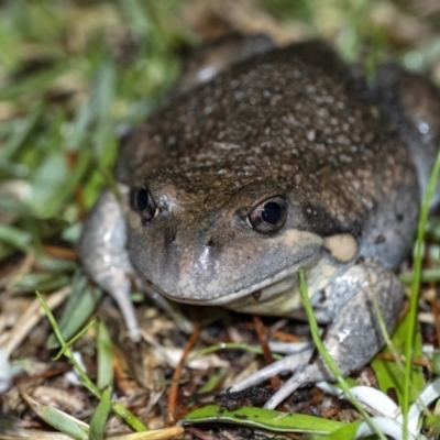 Limnodynastes dumerilii (Eastern Banjo Frog) at Penrose - 19 Nov 2021 by Aussiegall