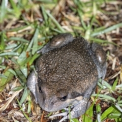 Limnodynastes dumerilii at Penrose, NSW - 19 Nov 2021