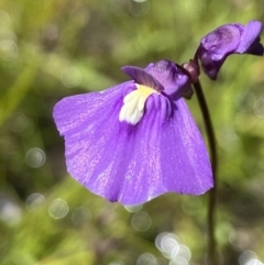 Utricularia dichotoma (Fairy Aprons, Purple Bladderwort) at Kambah, ACT - 16 Nov 2021 by AJB