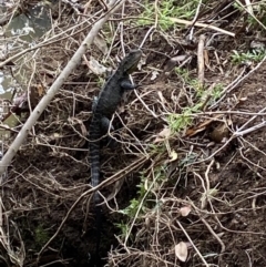 Intellagama lesueurii howittii (Gippsland Water Dragon) at Holder Wetlands - 14 Nov 2021 by AJB