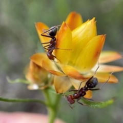 Iridomyrmex purpureus (Meat Ant) at Tuggeranong Hill - 15 Nov 2021 by AJB