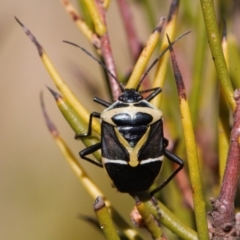 Commius elegans (Cherry Ballart Shield Bug) at Namadgi National Park - 27 Oct 2021 by RAllen