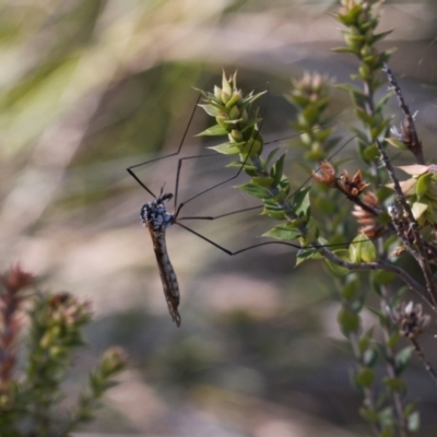 Gynoplistia sp. (genus) (Crane fly) at Paddys River, ACT - 27 Oct 2021 by RAllen