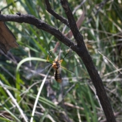 Leptotarsus (Leptotarsus) clavatus (A crane fly) at Gibraltar Pines - 27 Oct 2021 by RAllen