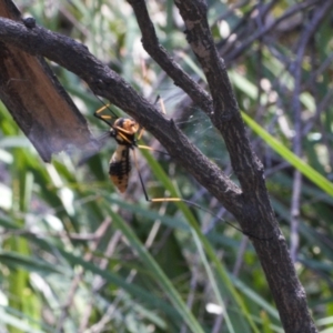 Leptotarsus (Leptotarsus) clavatus at Paddys River, ACT - 27 Oct 2021