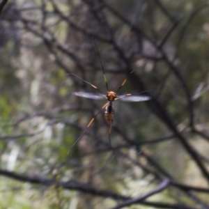 Leptotarsus (Leptotarsus) clavatus at Paddys River, ACT - 27 Oct 2021