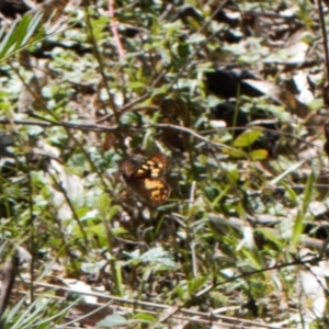 Argynnina cyrila at Cotter River, ACT - 27 Oct 2021