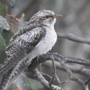 Cacomantis pallidus at Stromlo, ACT - 20 Nov 2021