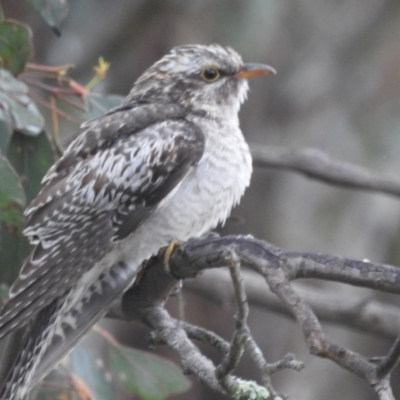 Cacomantis pallidus (Pallid Cuckoo) at Lions Youth Haven - Westwood Farm A.C.T. - 19 Nov 2021 by HelenCross