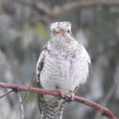 Cacomantis pallidus at Stromlo, ACT - 20 Nov 2021