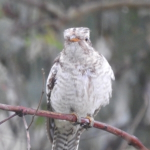 Cacomantis pallidus at Stromlo, ACT - 20 Nov 2021