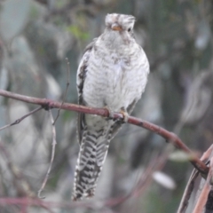 Cacomantis pallidus at Stromlo, ACT - 20 Nov 2021 09:38 AM