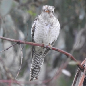 Cacomantis pallidus at Stromlo, ACT - 20 Nov 2021