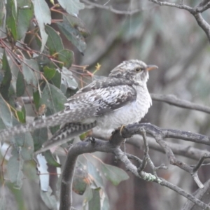 Cacomantis pallidus at Stromlo, ACT - 20 Nov 2021 09:38 AM