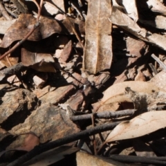 Gasteruption sp. (genus) (Gasteruptiid wasp) at Namadgi National Park - 27 Oct 2021 by RAllen