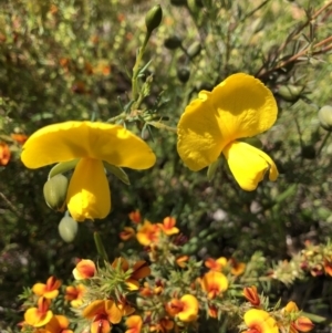 Gompholobium huegelii at Gundaroo, NSW - 3 Nov 2021