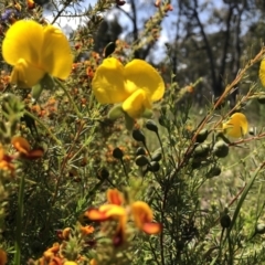 Gompholobium huegelii at Gundaroo, NSW - 3 Nov 2021