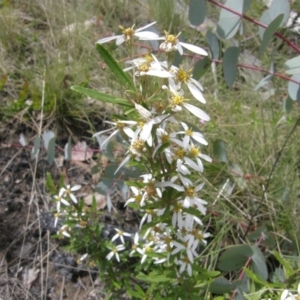 Olearia erubescens at Rendezvous Creek, ACT - 19 Nov 2021 12:12 PM