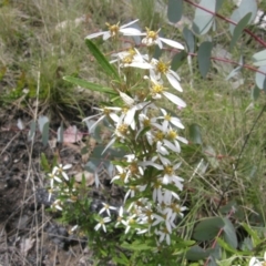 Olearia erubescens (Silky Daisybush) at Rendezvous Creek, ACT - 19 Nov 2021 by Handke6