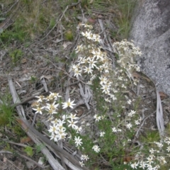 Olearia erubescens at Rendezvous Creek, ACT - 19 Nov 2021 12:12 PM