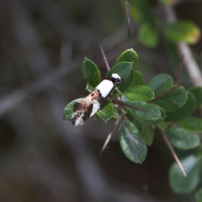 Monopis icterogastra (Wool Moth) at Wanniassa Hill - 28 Oct 2021 by RAllen