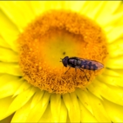 Melangyna viridiceps (Hover fly) at Holt, ACT - 19 Nov 2021 by Margo