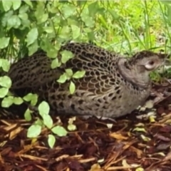 Phasianus colchicus (Ring-necked Pheasant) at Waramanga, ACT - 1 Nov 2021 by brunonia