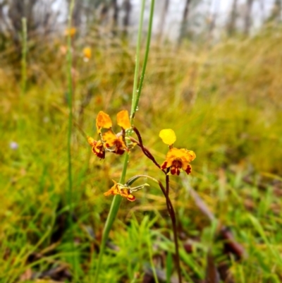 Diuris semilunulata (Late Leopard Orchid) at Gibraltar Pines - 19 Nov 2021 by wadey