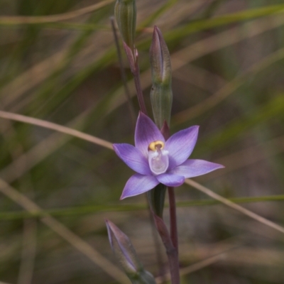 Thelymitra peniculata (Blue Star Sun-orchid) at Jerrabomberra, ACT - 16 Nov 2021 by RAllen