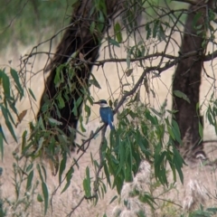 Todiramphus sanctus (Sacred Kingfisher) at Narrandera, NSW - 19 Nov 2021 by Darcy