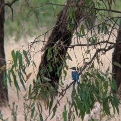 Todiramphus sanctus at Narrandera, NSW - 19 Nov 2021