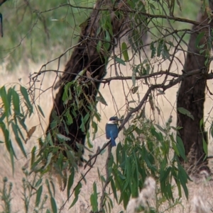 Todiramphus sanctus at Narrandera, NSW - 19 Nov 2021