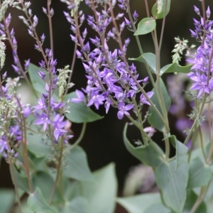 Veronica perfoliata at Wodonga, VIC - 13 Oct 2021 10:21 AM