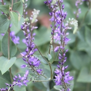 Veronica perfoliata at Wodonga, VIC - 13 Oct 2021 10:21 AM