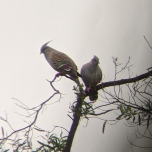 Ocyphaps lophotes at Leeton, NSW - 20 Nov 2021