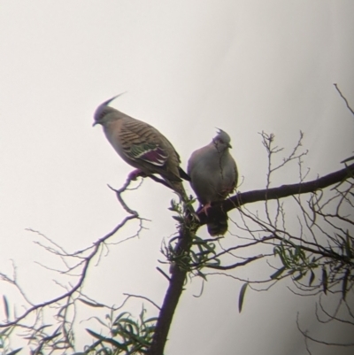 Ocyphaps lophotes (Crested Pigeon) at Leeton, NSW - 20 Nov 2021 by Darcy