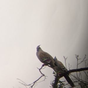 Ocyphaps lophotes at Leeton, NSW - 20 Nov 2021 08:13 AM