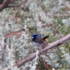 Malurus cyaneus (Superb Fairywren) at Leeton, NSW - 20 Nov 2021 by Darcy