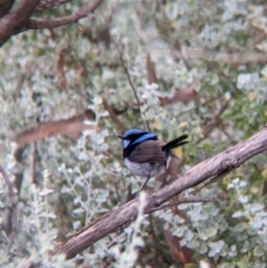 Malurus cyaneus at Leeton, NSW - 20 Nov 2021 08:14 AM