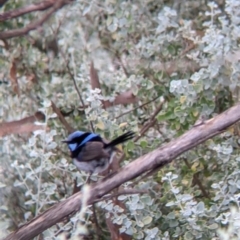 Malurus cyaneus at Leeton, NSW - 20 Nov 2021