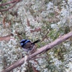 Malurus cyaneus at Leeton, NSW - 20 Nov 2021 08:14 AM