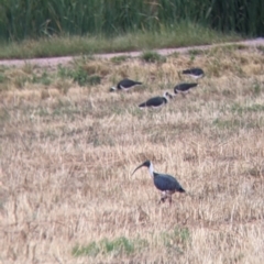 Threskiornis spinicollis (Straw-necked Ibis) at Leeton, NSW - 19 Nov 2021 by Darcy